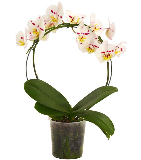 Schmetterlingsorchidee - Phalaenopsis