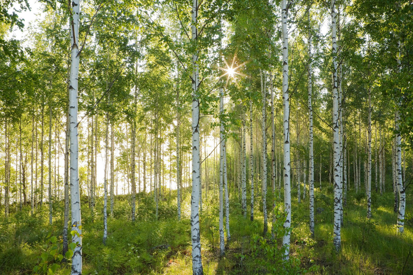 Birkenwald 2 by André Wagner - Limited Edition. Edition of: 100. Signed.