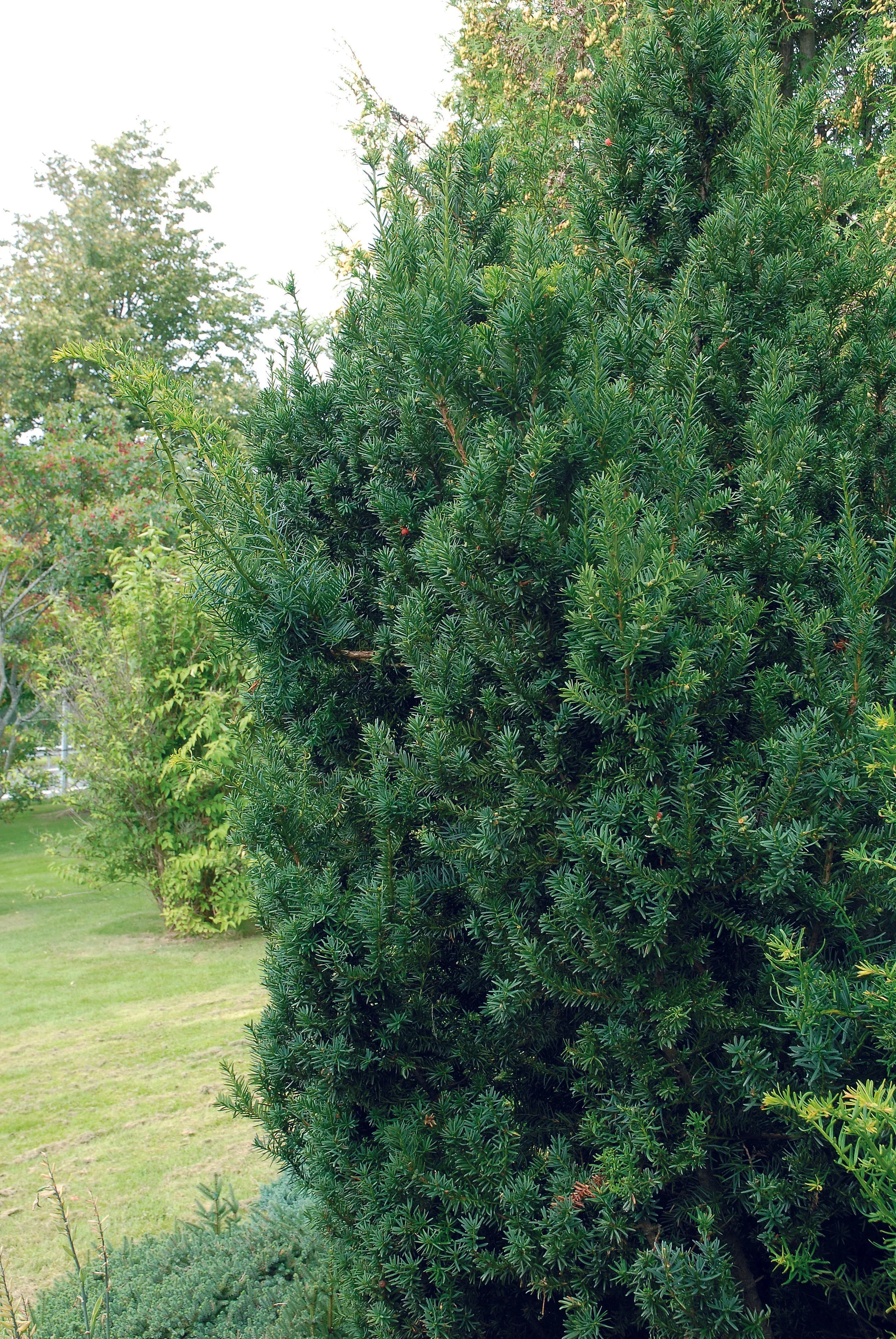 Taxus x media 'Hillii' Hybridbarlind 'Hillii' Ø17 cm
