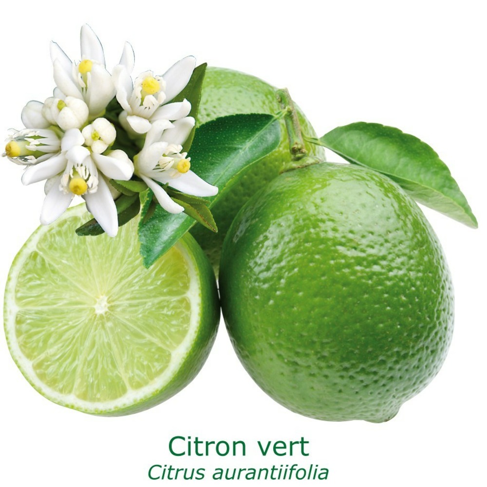 Lime tahiti / citron vert tailles:pot carré de 5 litres, hauteur 40/60 cm