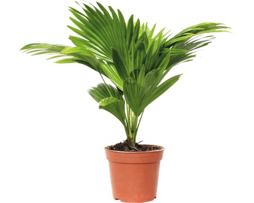 Parasolpalm, rondbladig Livistona FloraSelf Livistona rotundifolia H 40-50 cm Ø 15 cm pot