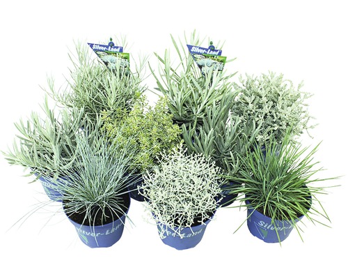 Silver-Land® FloraZelfstandige sortering, pot Ø 12 cm, willekeurige selectie van variëteiten
