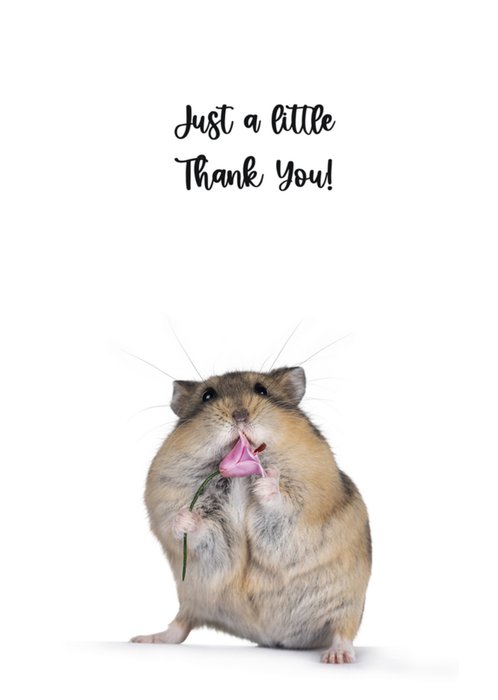 Catchy Images | Bedankkaart | hamster