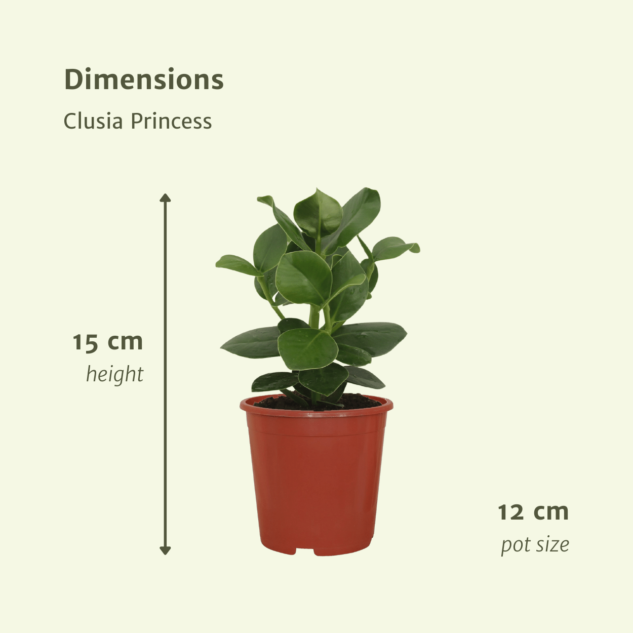 Plante d'intérieur - clusia princess - lot de 2 15cm