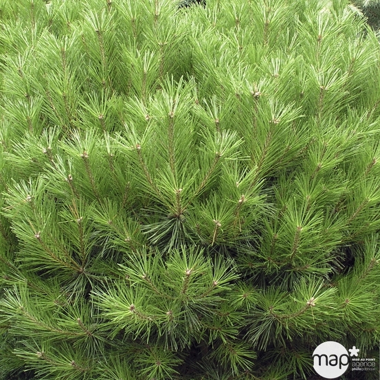 Pinus densiflora 'Alice Verkade'