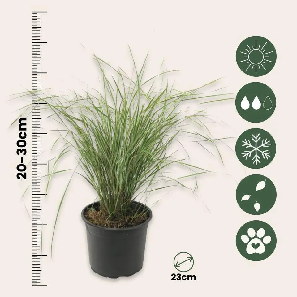 Bont struisriet - Calamagrostis acutiflora 'Overdam' - Hoogte 20-30cm - ⌀23cm