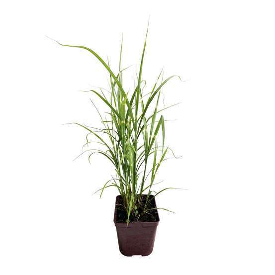 Miscanthus : pot 3 litres