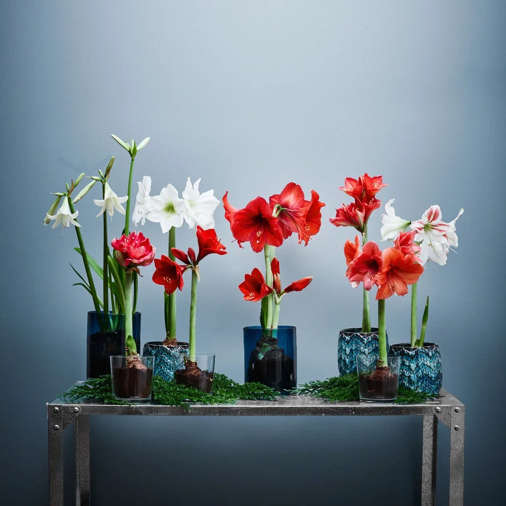 Hippeastrum 'Cayenne' Amaryllis 'Cayenne' Omkrets 32 cm