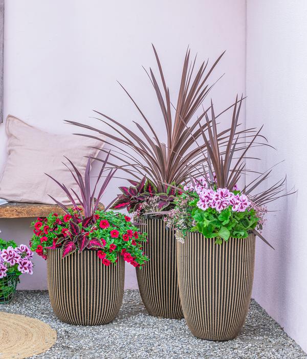 Keulenlilie - Cordyline australis