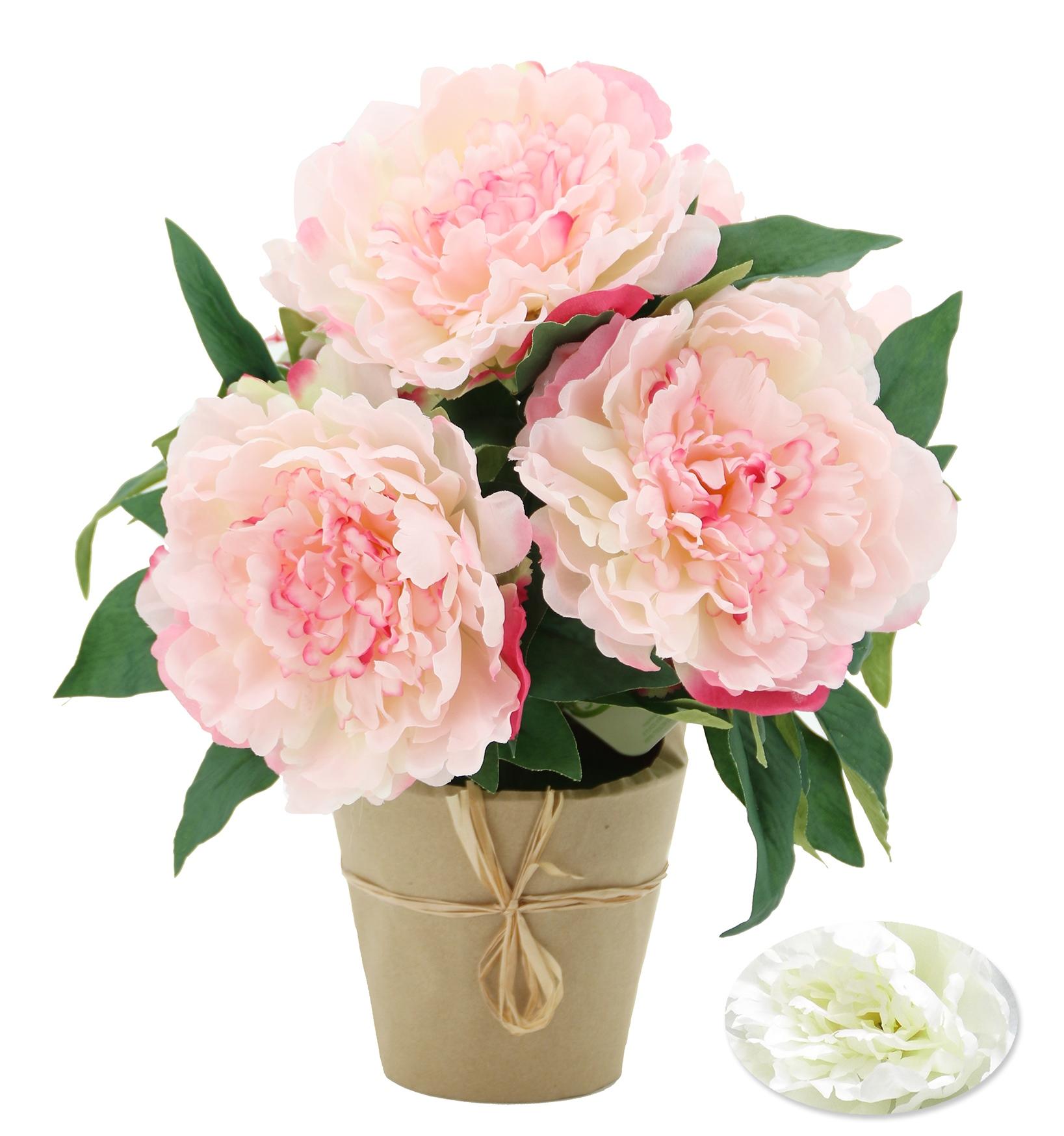 PIVOINES POT KRAFT H.37CM ROSE ET BLANC