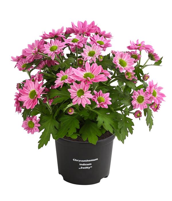 Chrysantheme 'Swifty', verschiedene Farben