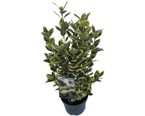 Japanse Spindelboom FloraSelf Euonymus japonicus 'Marieke' H 25-30 cm Co 2 L