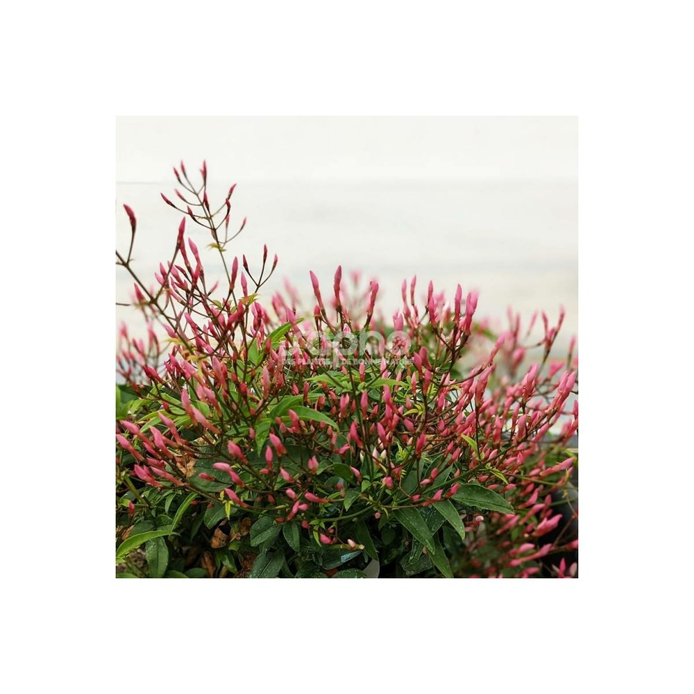 Jasmin starry® night 'mormin1201'/jasminum starry® night 'mormin1201'[-]godet - 5/20 cm