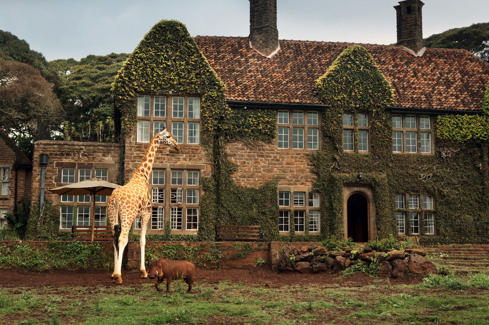 Giraffe Manor #9 by Klaus Thymann - Limited Edition. Edition of: 150. Signed.