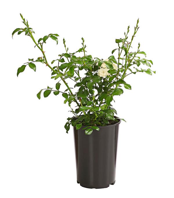 Bodendeckerrose 'Crystal Fairy®'