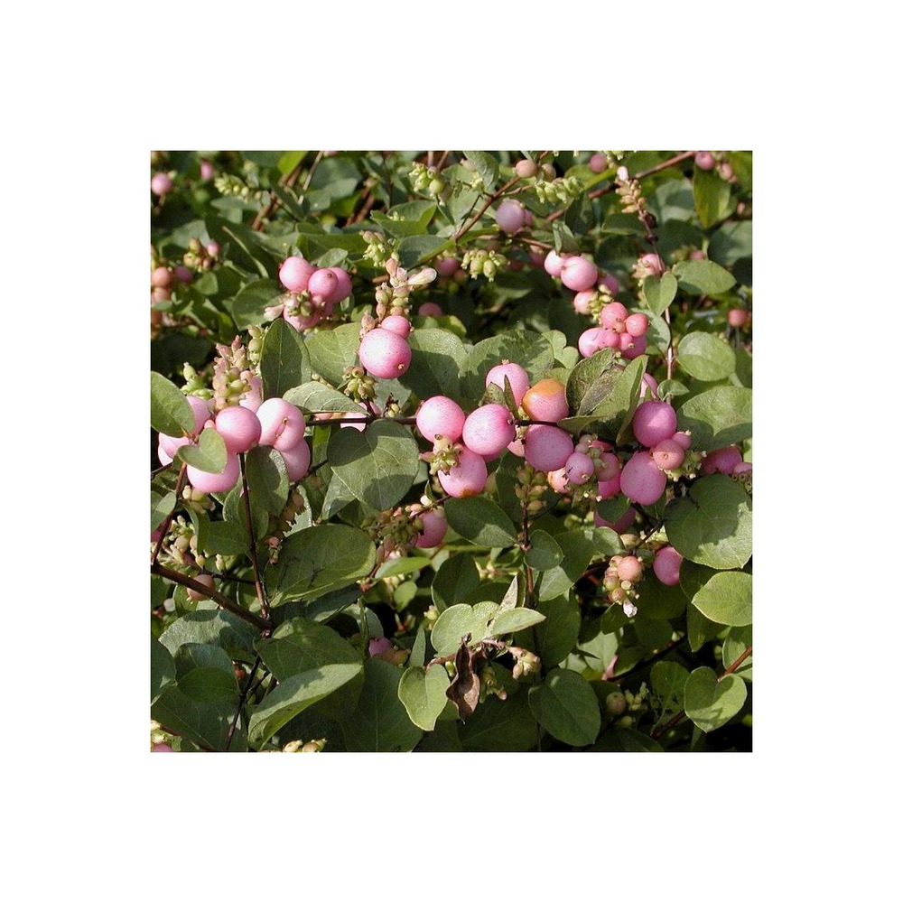 Symphorine x doorenbosii magic berry/symphoricarpos x doorenbosii magic berry[-]pot de 3l - 20/40 cm