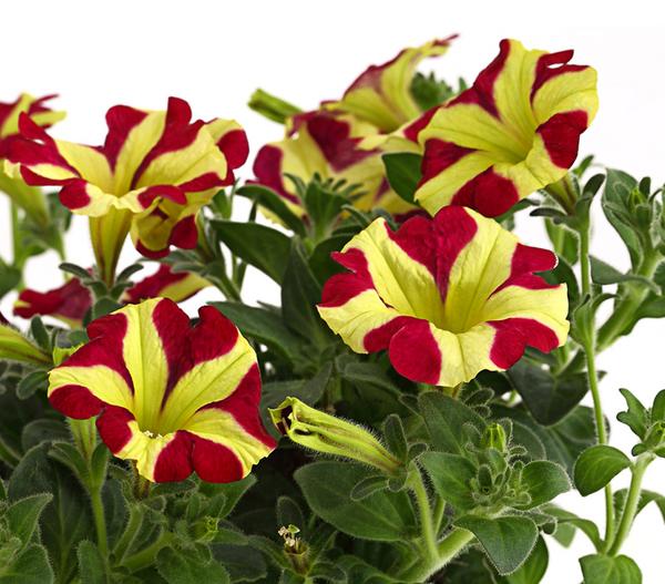 Hängepetunie 'Queen of Hearts®'