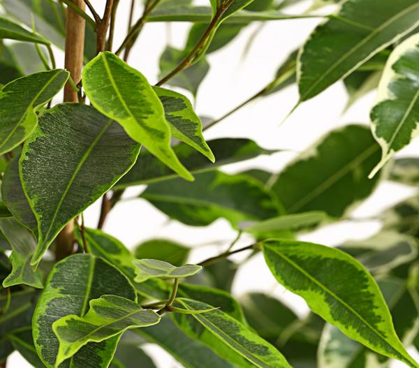 Birkenfeigen-Set - Ficus benjamini, 3-teilig