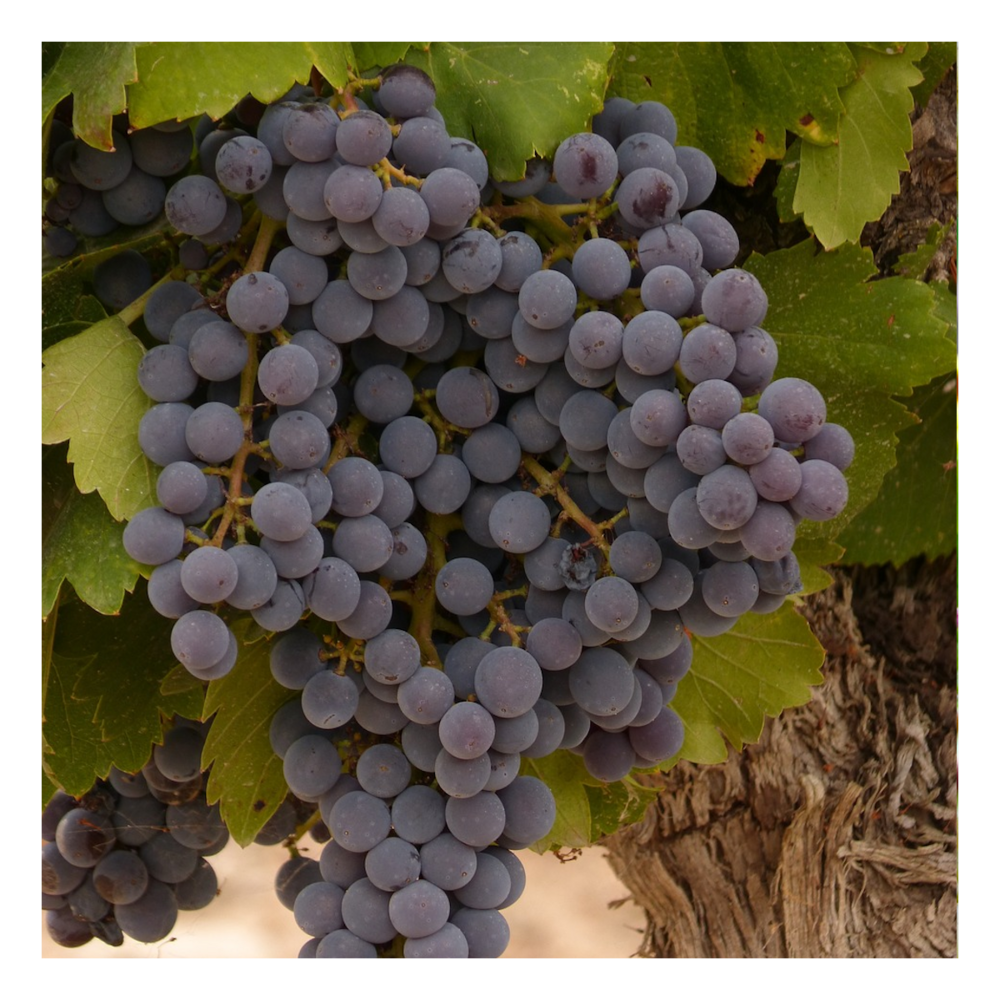 Vigne vinifera apirena nera/vitis vinifera apirena nera[-]pot de 3l - 60/120 cm