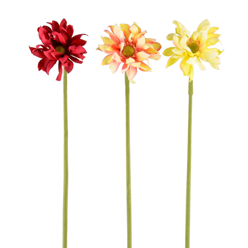 Gerbera