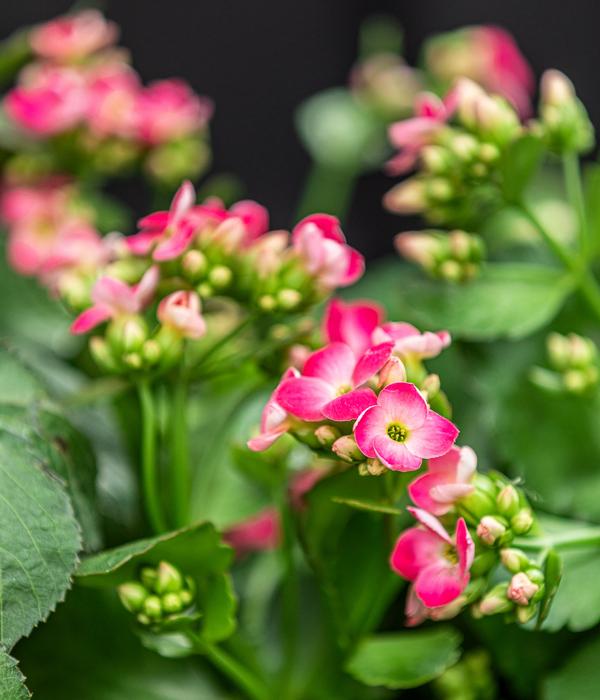 Freiland-Kalanchoe, verschiedene Farben