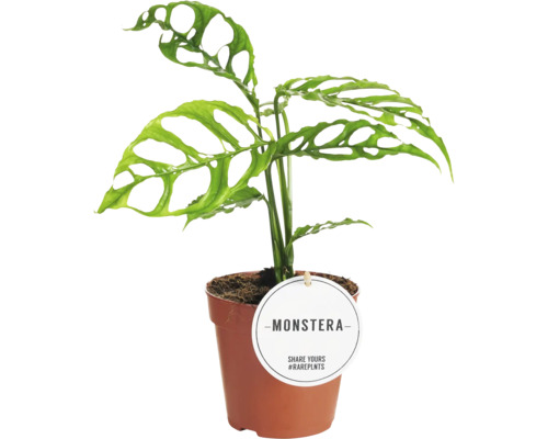 Monstera obliqua 'Peru' FloraSelf Ø 12 cm pot