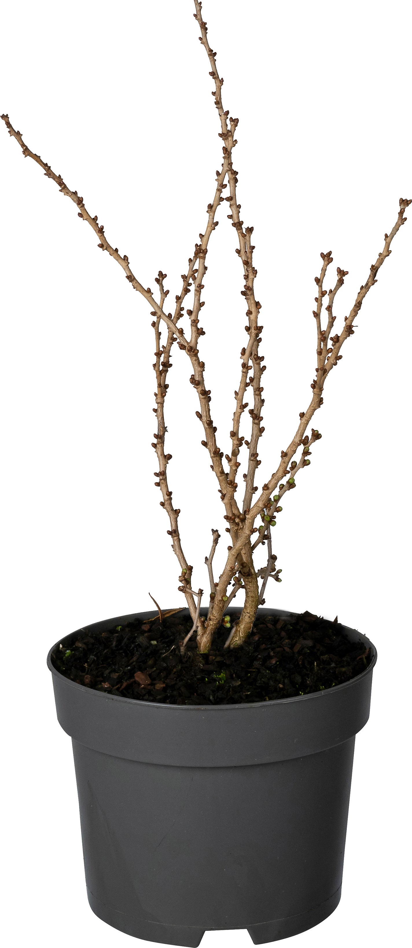 Fujikers (Prunus incisa 'Kojou-no-mai') D 17 H 20 cm
