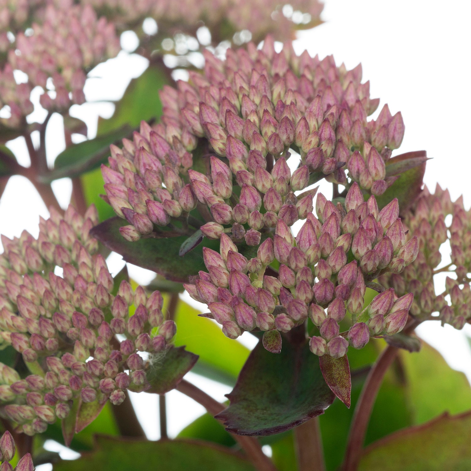 Vetkruid (Sedum 'Carl') D 11 H 30 cm