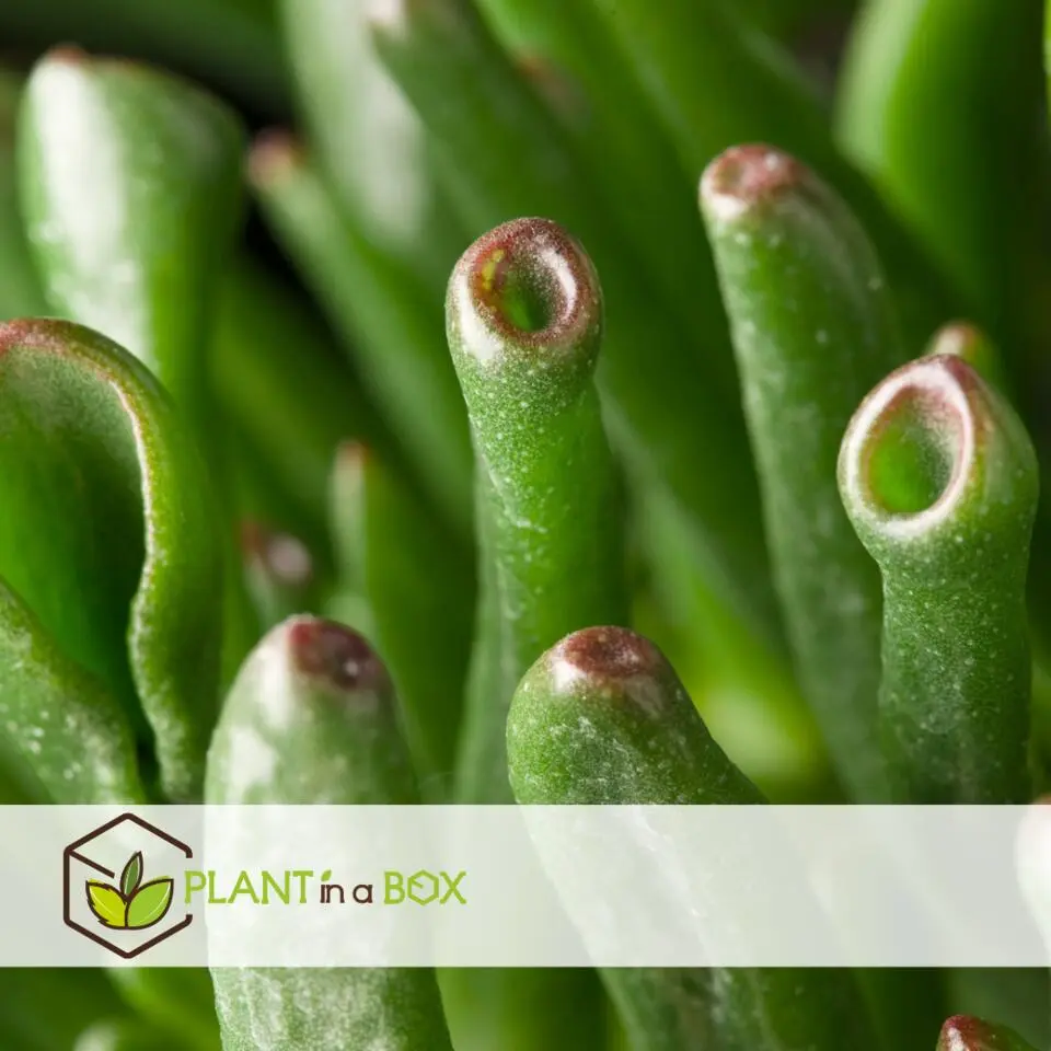 Jadeplant - Crassula ovata 'Hobbit' - Hoogte 55-60cm - ⌀30cm