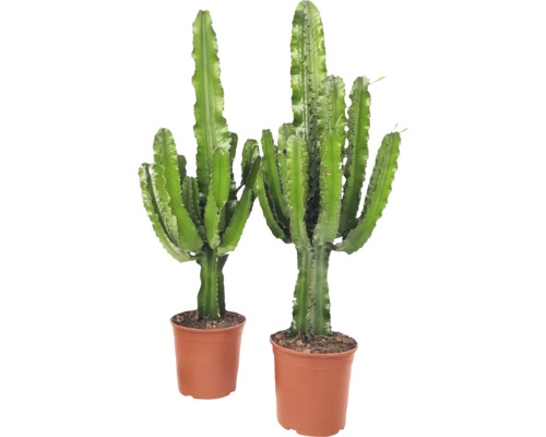 Euphorbia erythraea (Wolfsmilch) in een 24 cm pot, 35th Anniversary Edition, FloraSelf
