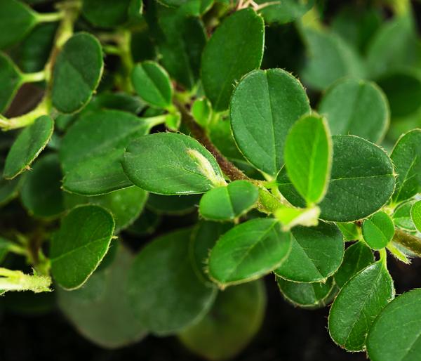 Zwergmispel 'Frieders Evergreen'
