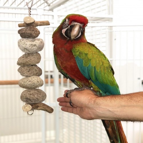 Bloco de pedra natural Cooltoys para papagaios de médio e grande porte.