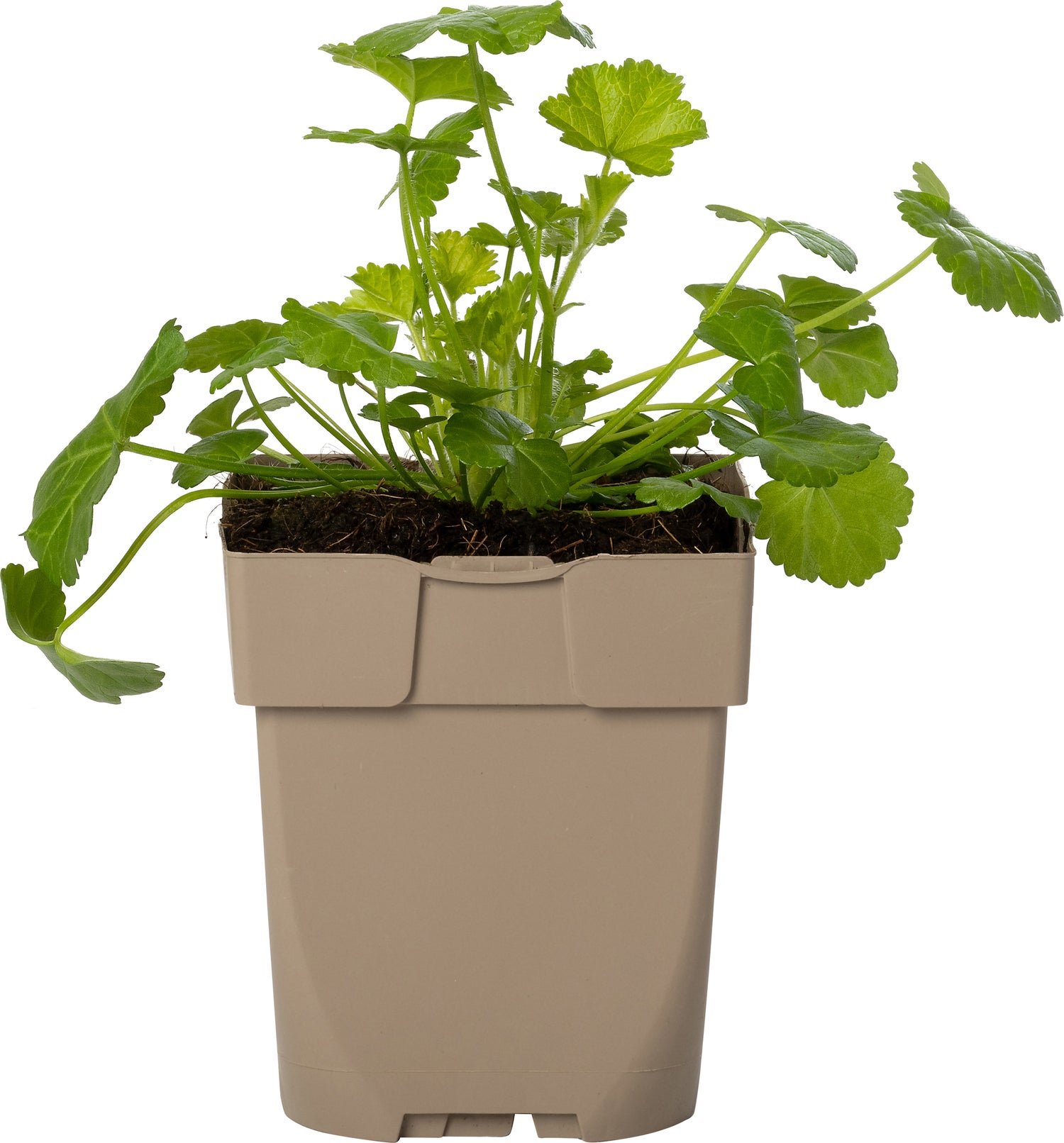 Muskuskaasjeskruid (Malva moschata) D 11 H 10 cm