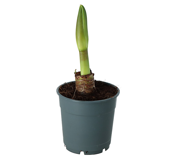 Amaryllis avec pot 12 cm