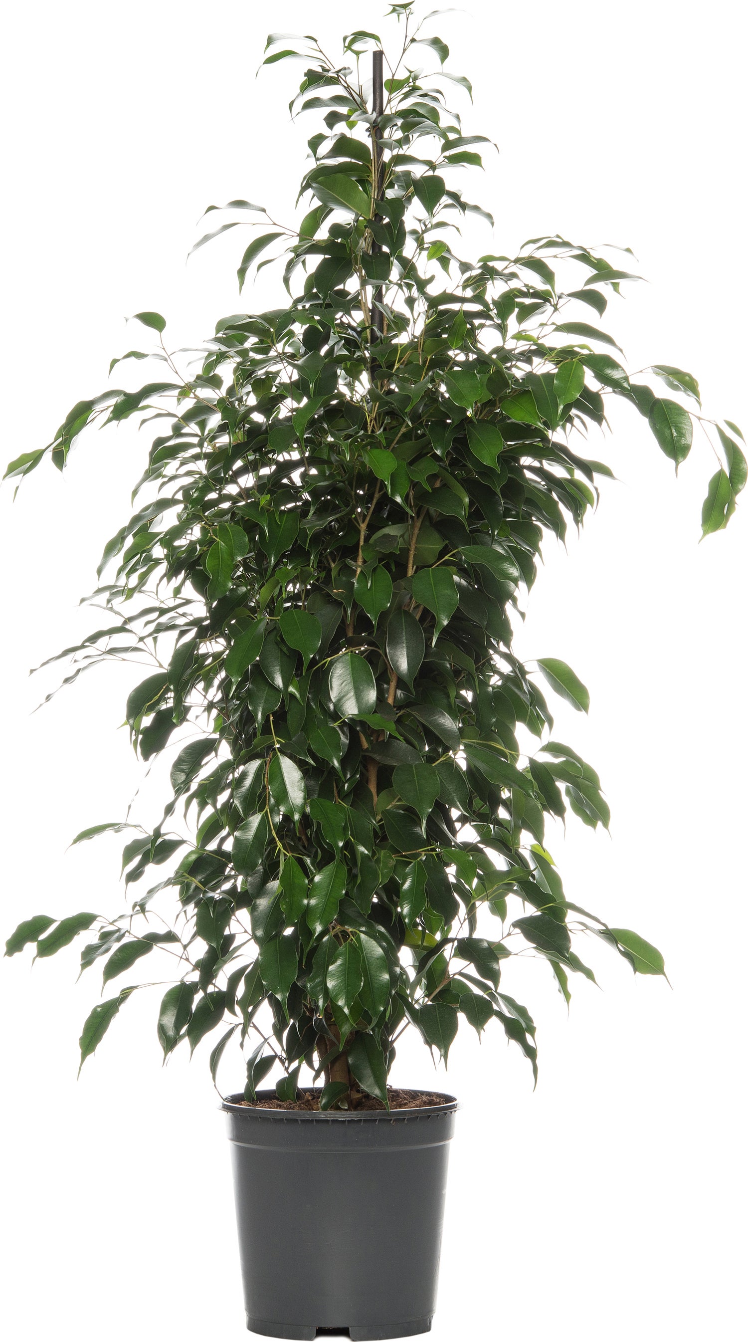 Treurvijg (Ficus benjamina 'Danielle') D 21 H 105 cm