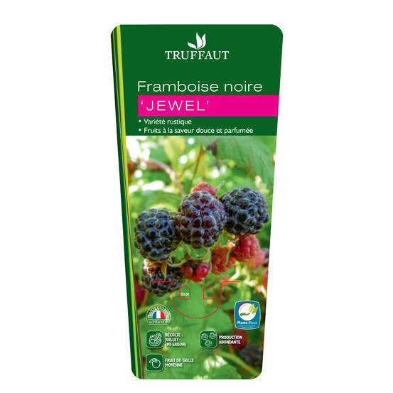 Framboisier 'Black Jewel' : pot de 1,5 litres
