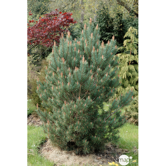 Pinus sylvestris Watereri : H 55/65 cm : ctr 15 L
