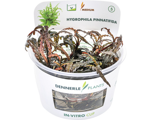 Brown Water Friend - Hygrophila pinnatifida In-Vitro