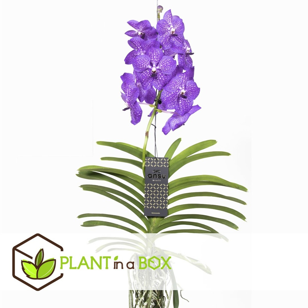 Vanda new blue - orchidée tropicale - magnifique couleurs - hauteur 55-65cm