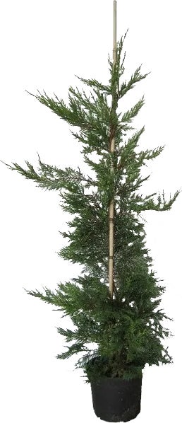 Conifeer (Cupressocyparis leylandii) H 250-300 cm