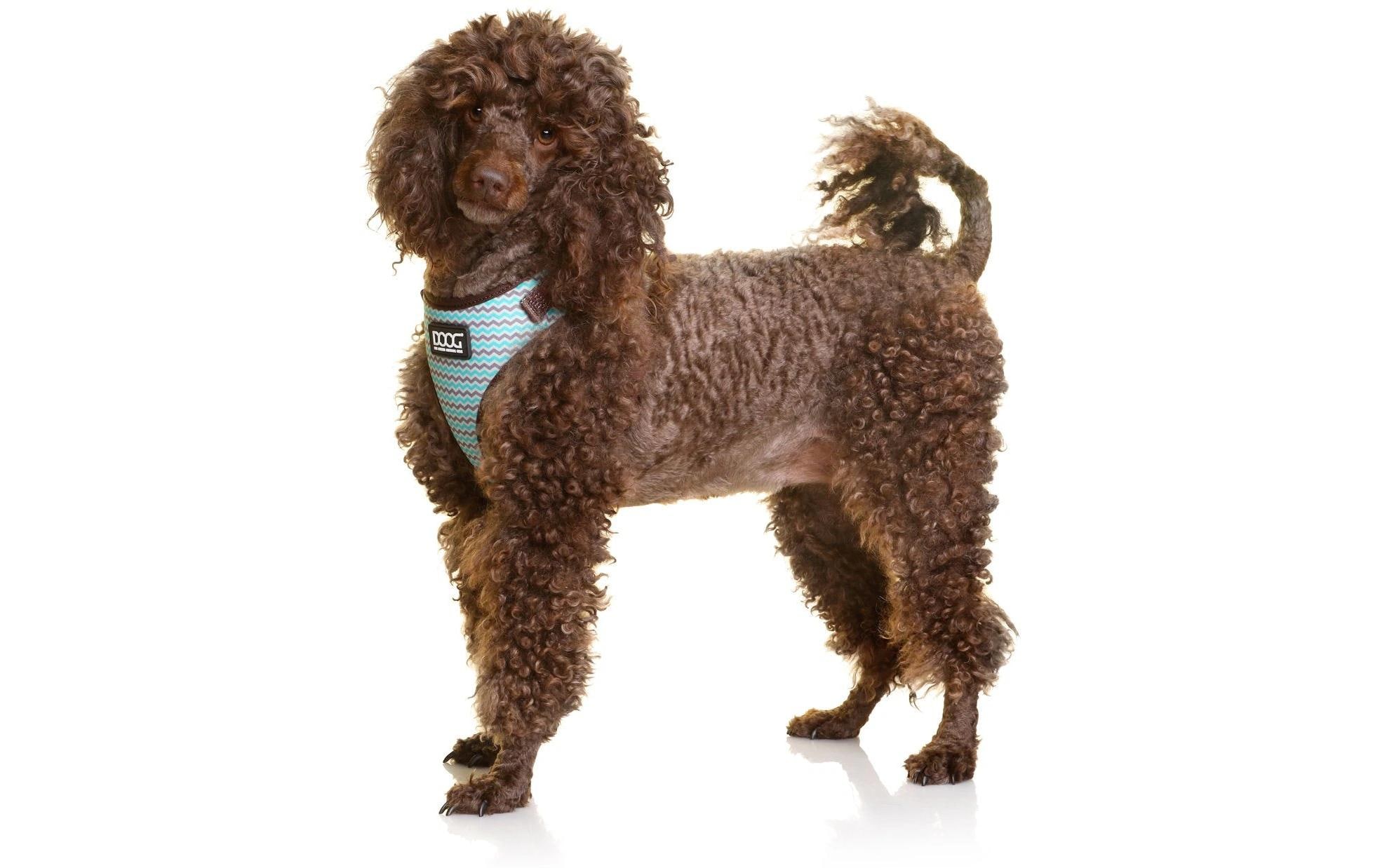 Geschirr Neoflex Benji XS Braun / BlauNeopren-Softgeschirr für kleine bis mittelgrosse Hunde