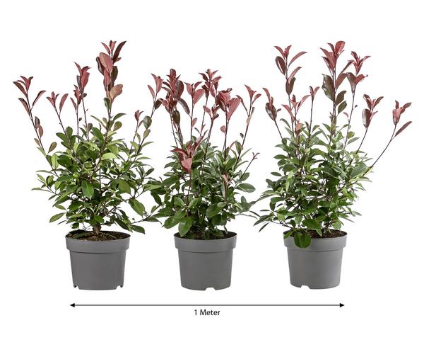 1 Meter Purpur-Glanzmispel 'Red Robin', 3 x