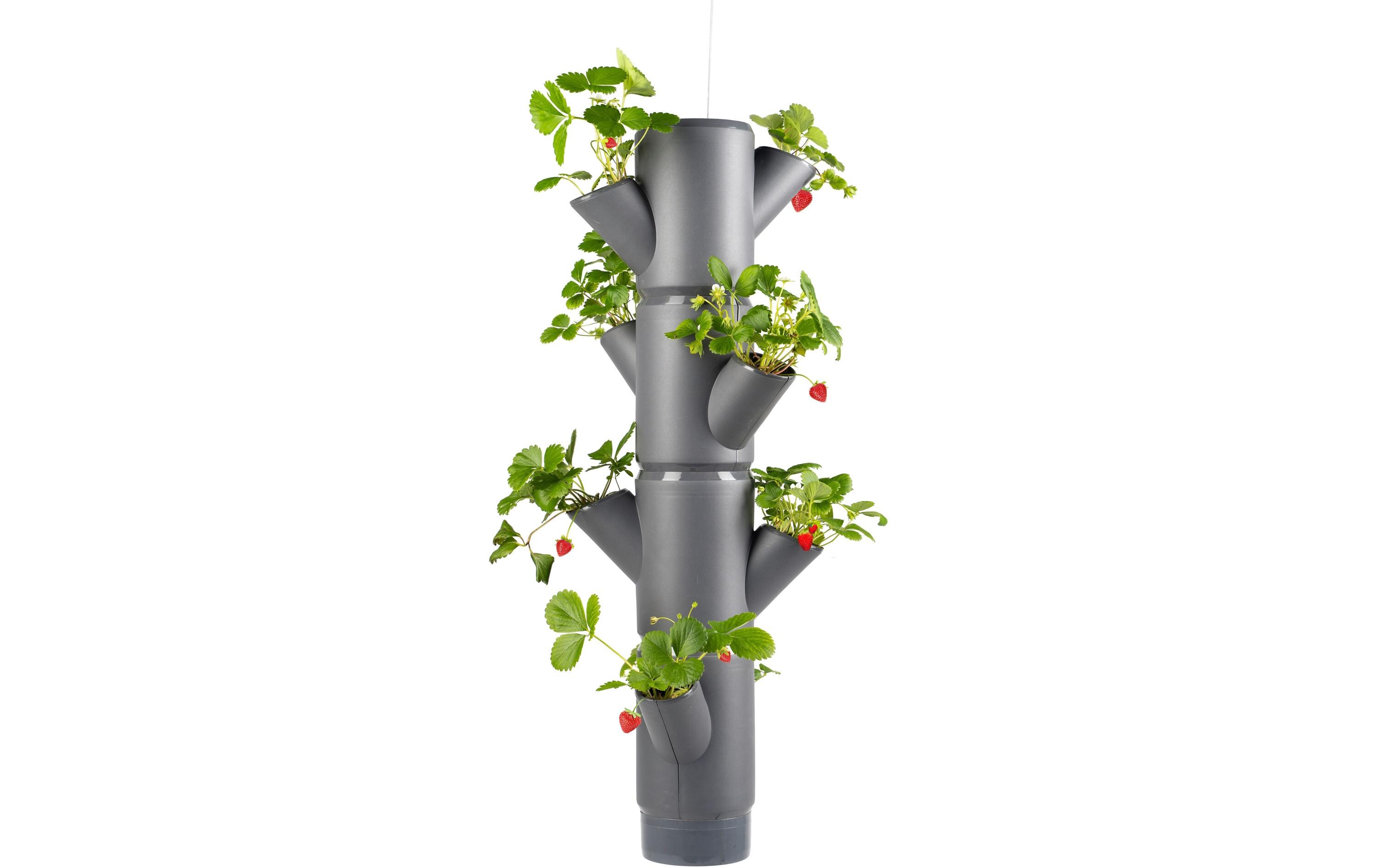 Aufzuchttöpfe SISSI STRAWBERRY Hanging, AnthrazitUrban Gardening Erdbeerbaum