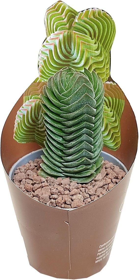 Crassula (Crassula 'Buddha's Temple') D 6,5 H 8 cm