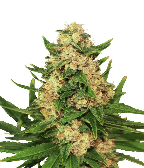 Bud Voyage Hanfsamen Anti-Stress Big Banana, 3