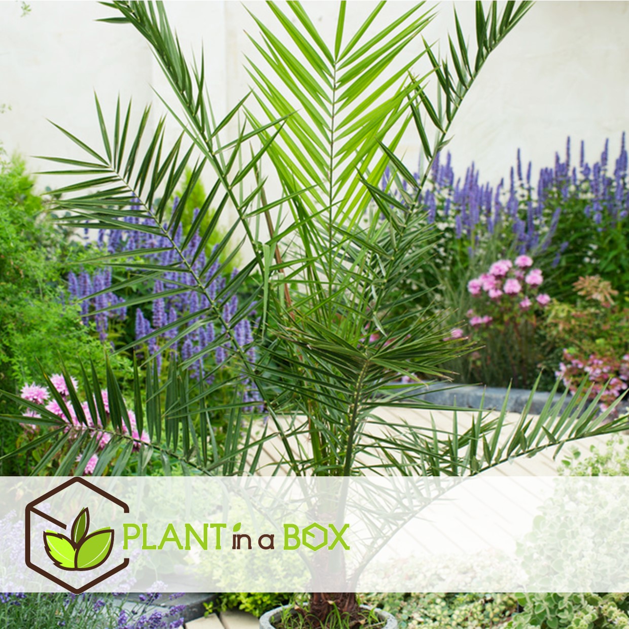 Mélange de palmiers d'intérieur - mélange de 3 - washingtonia - yucca - phoenix