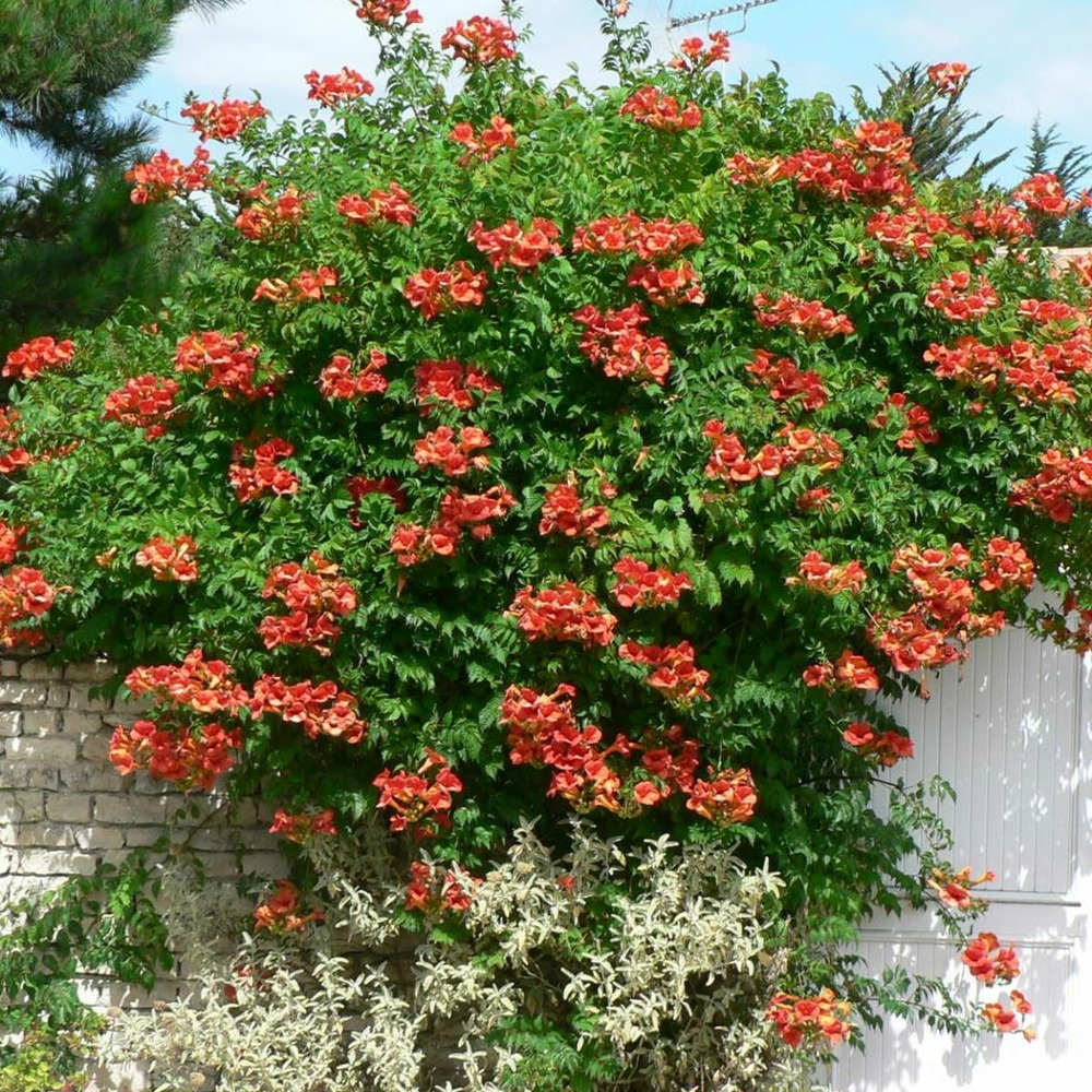 Bignone x tagliabuana madame galen/campsis x tagliabuana 'madame galen'[-]pot de 1l - tuteur 60 cm