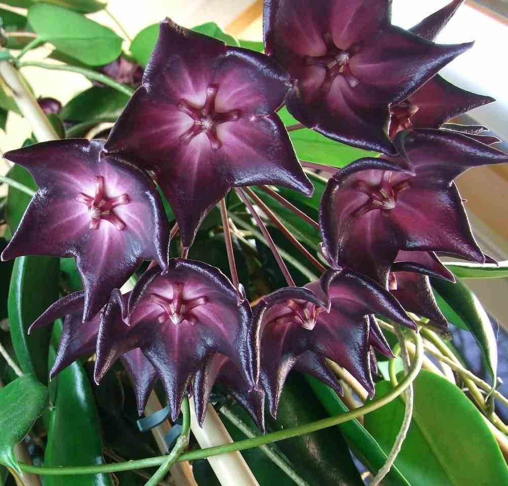 Hoya cv. Rainforest (fleur de porcelaine, fleur de cire) taille pot de 2 litres - 20/40 cm - violet