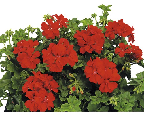 Hangende geranium FloraSelf Pelargonium peltatum Ø 10,5 cm pot willekeurige variëteitselectie