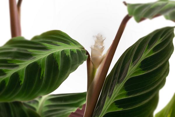 Korbmarante - Calathea warscewiczii